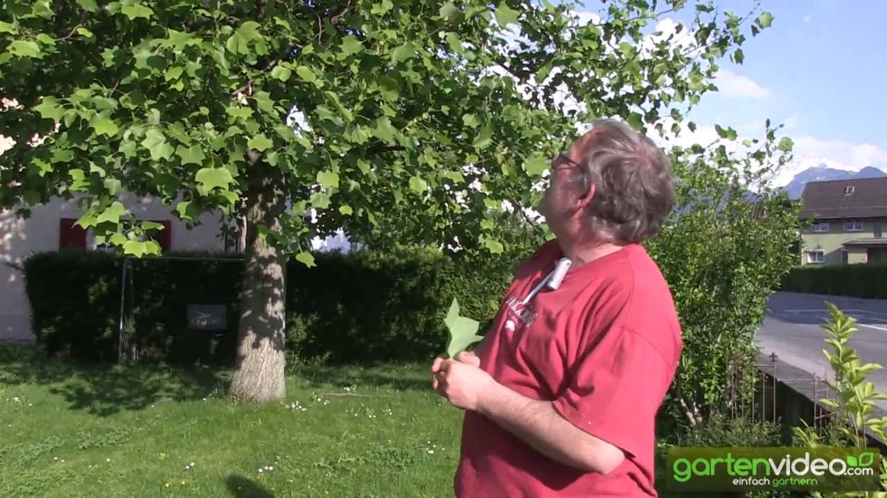 Tulpenbaum in Blüte - Liriodendron tulipifera