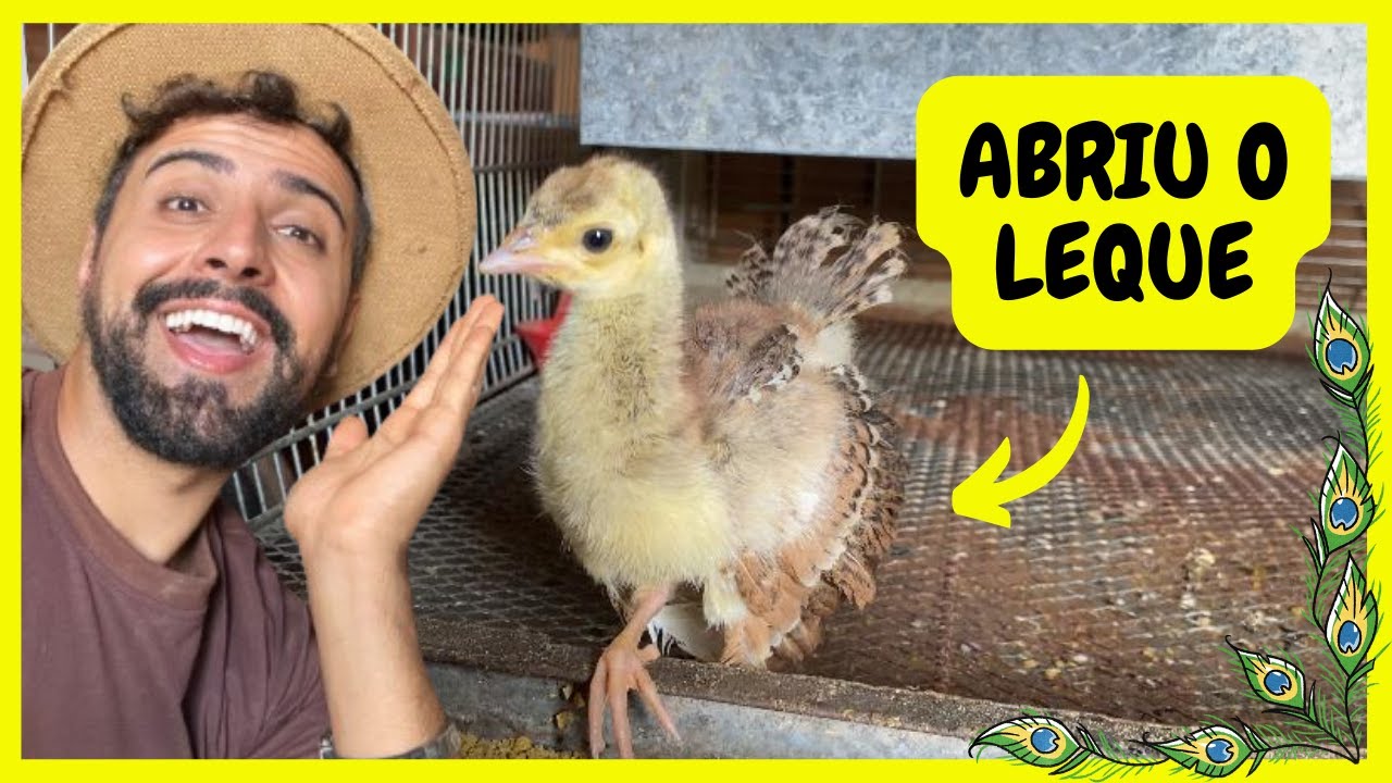 Filhote de Pavão com o Rabo Aberto | Gutejando
