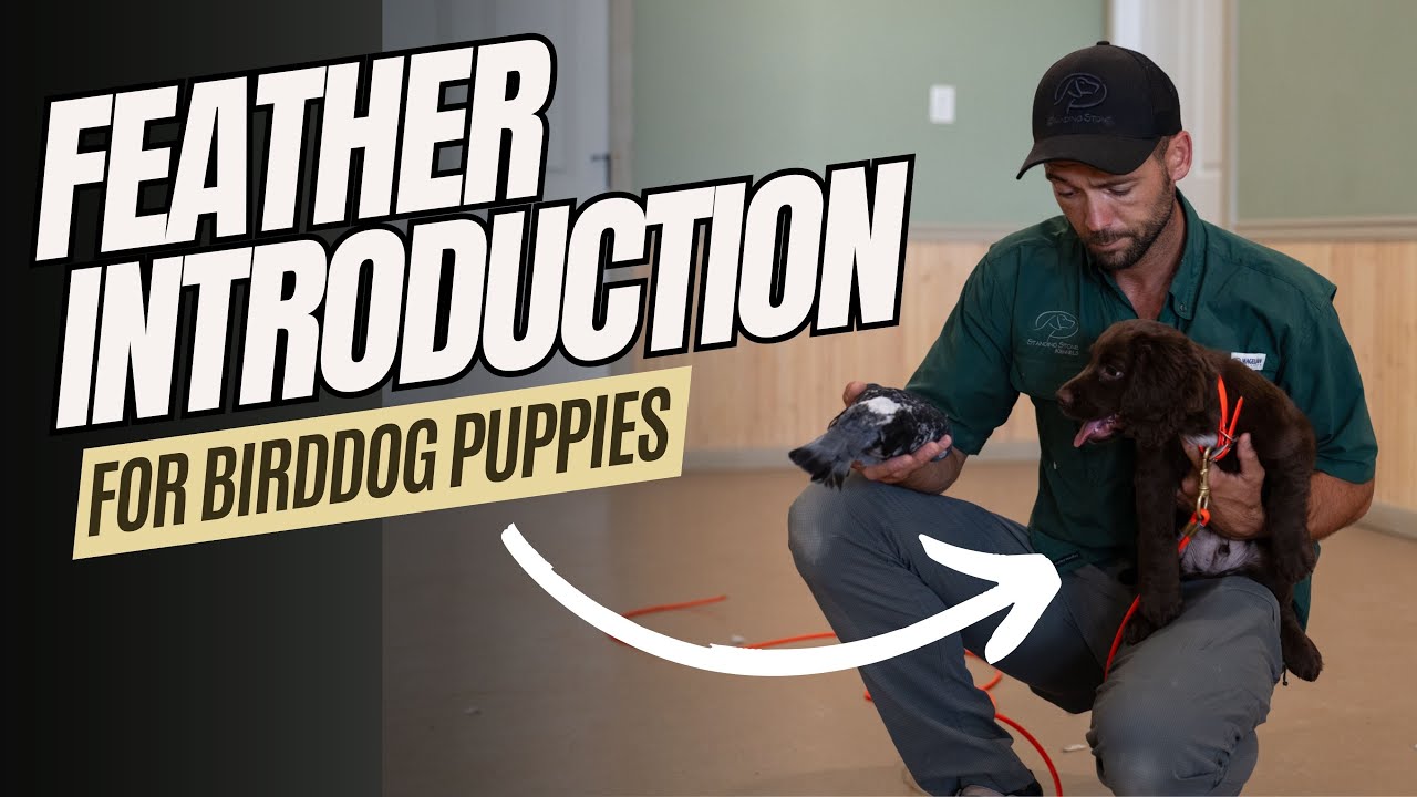 How To Introduce Feathers To Your Bird Dog Puppy