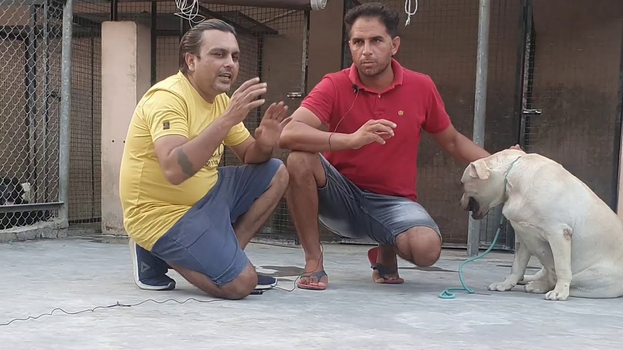 Visit To Rajaland Labrador Kennel Haryana 😀 Detailed Information About English Labrador Dog Breed