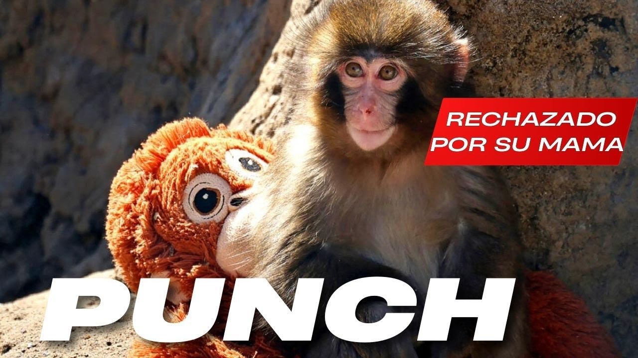 SI TE HAN RECHAZADO COMO A BABY PUNCH... ESTE VIDEO ES PARA TI.