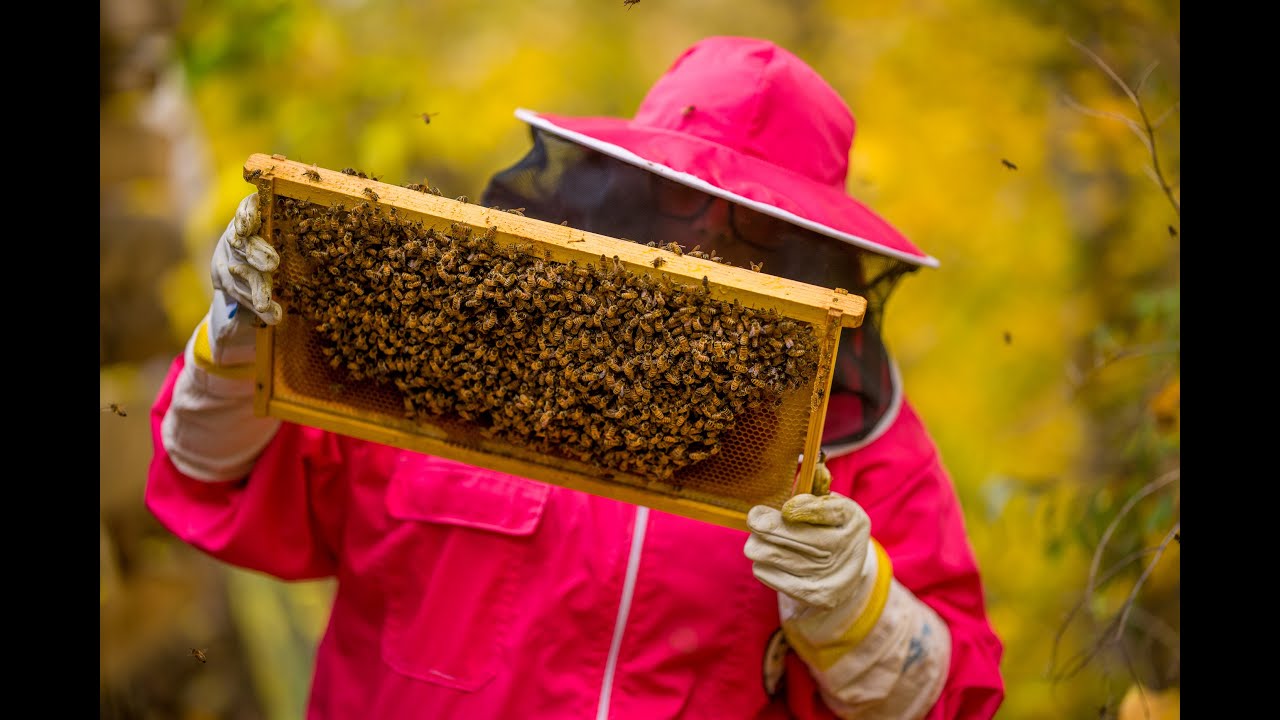 How to start BEEKEEPING in AFRICA. [Start to Finish]