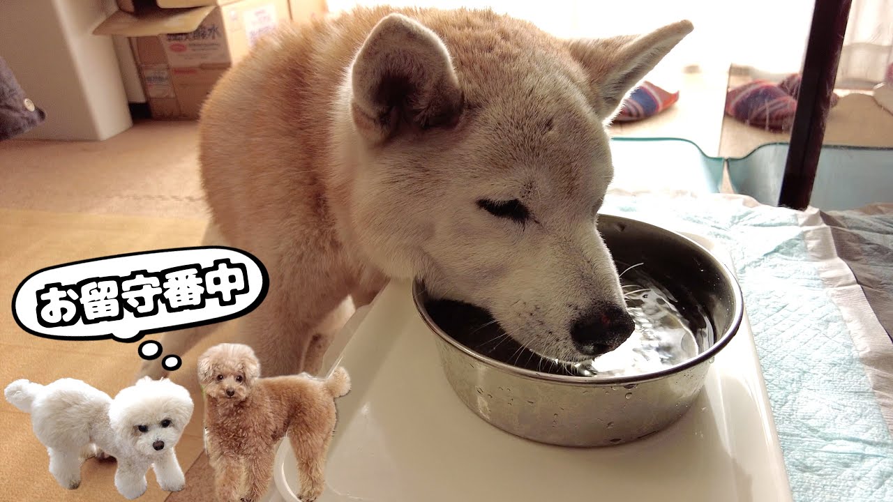 実家の柴犬(16歳6ヶ月)にお正月の挨拶へ行ってきました！