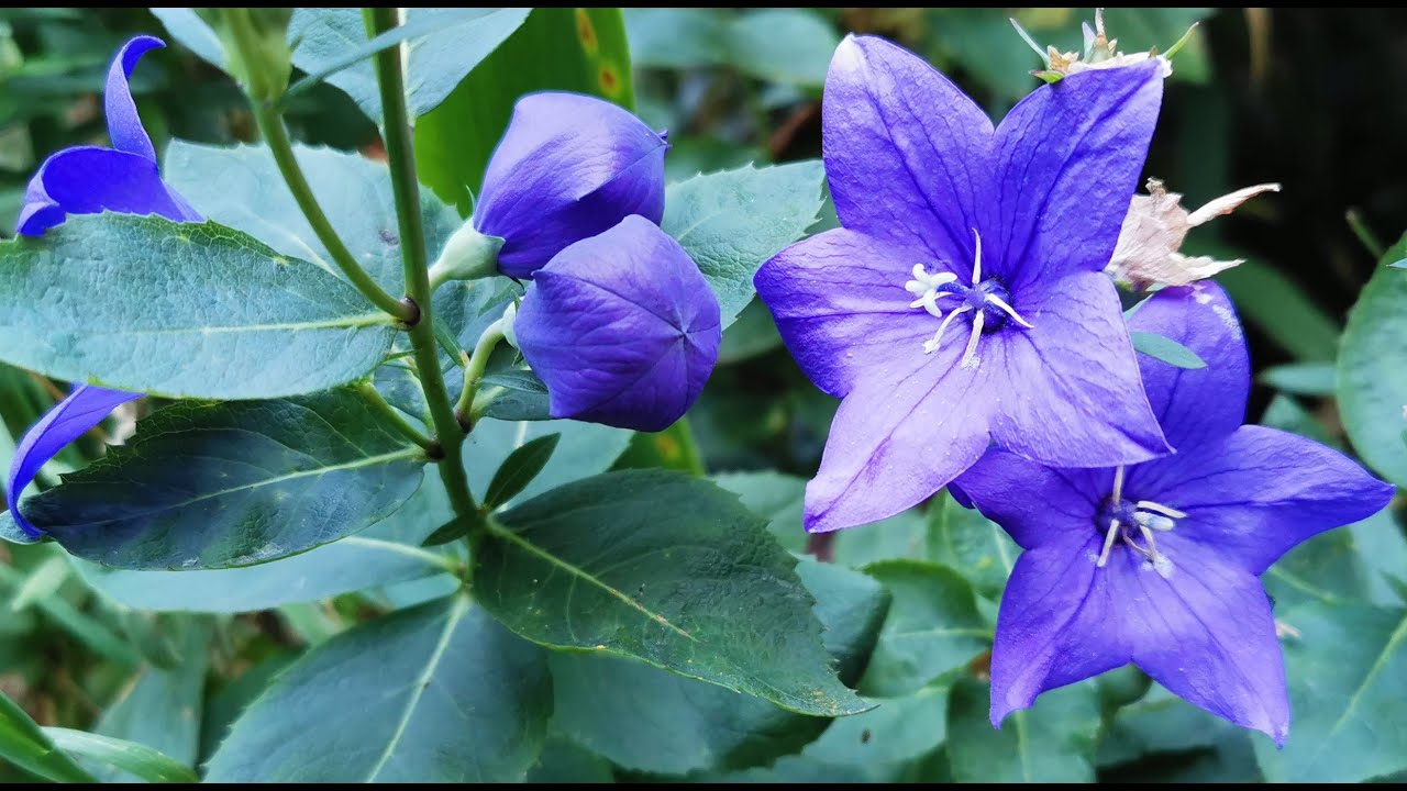 Strangest flowers of British garden: Platycodon grandiflorus, the Balloon Flower cultivation in UK