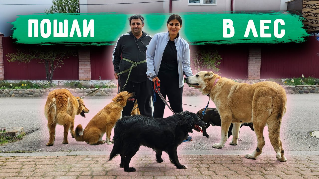 Выгуливаем ВСЕХ собак. Нашли кота в лесу. Джина сбежала. На Розу кинулся пекинес.
