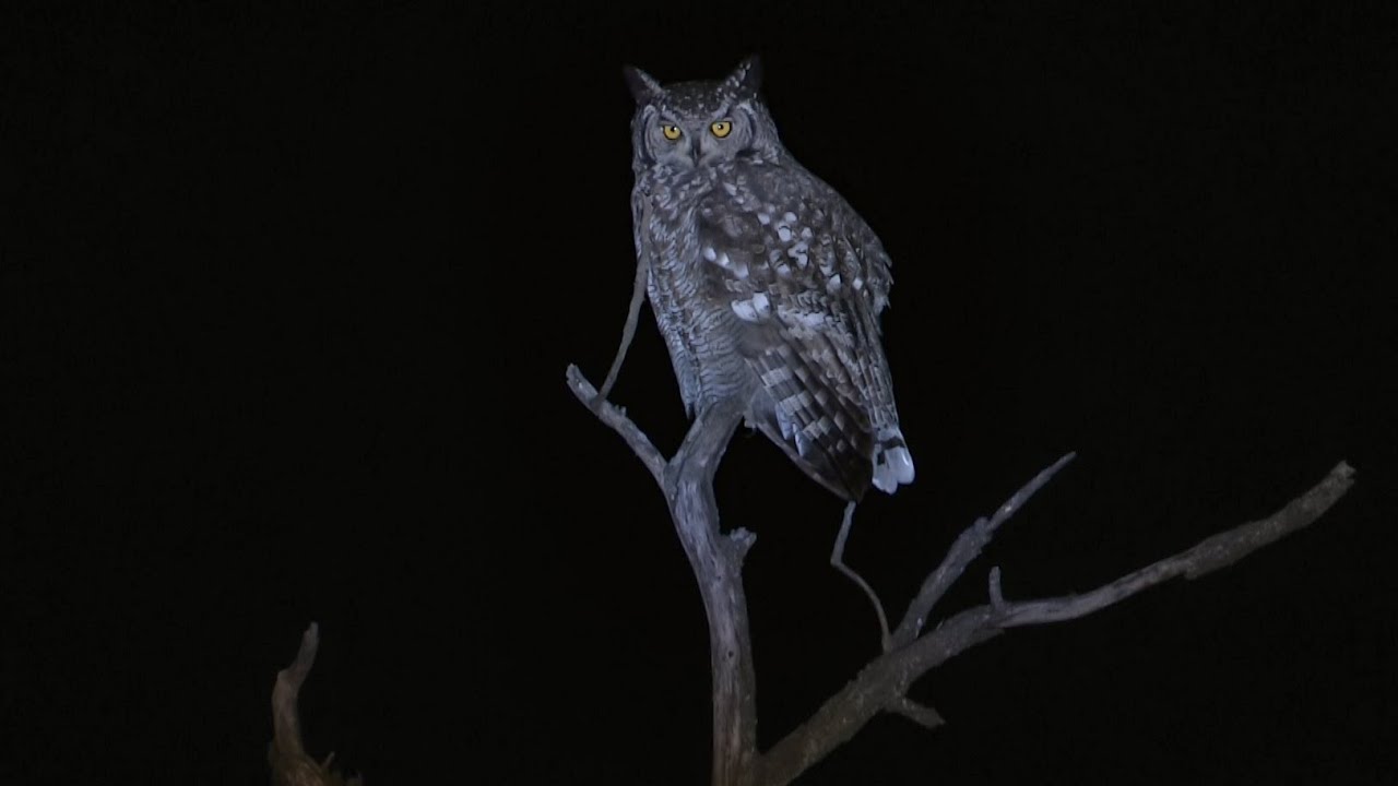 Unforgettable Encounter with Nambiti's Spotted Eagle Owl