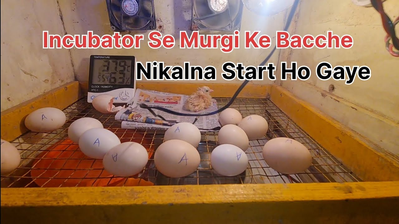 Incubator Se Murgi Ke Bacche Nikalna Start Hi Gaye 🐣🐣🐥#incubator