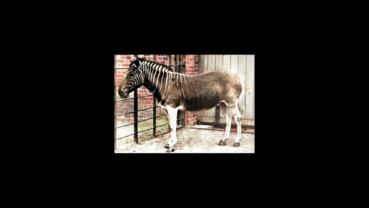 Mammal    Classification    McKenna Bell classification