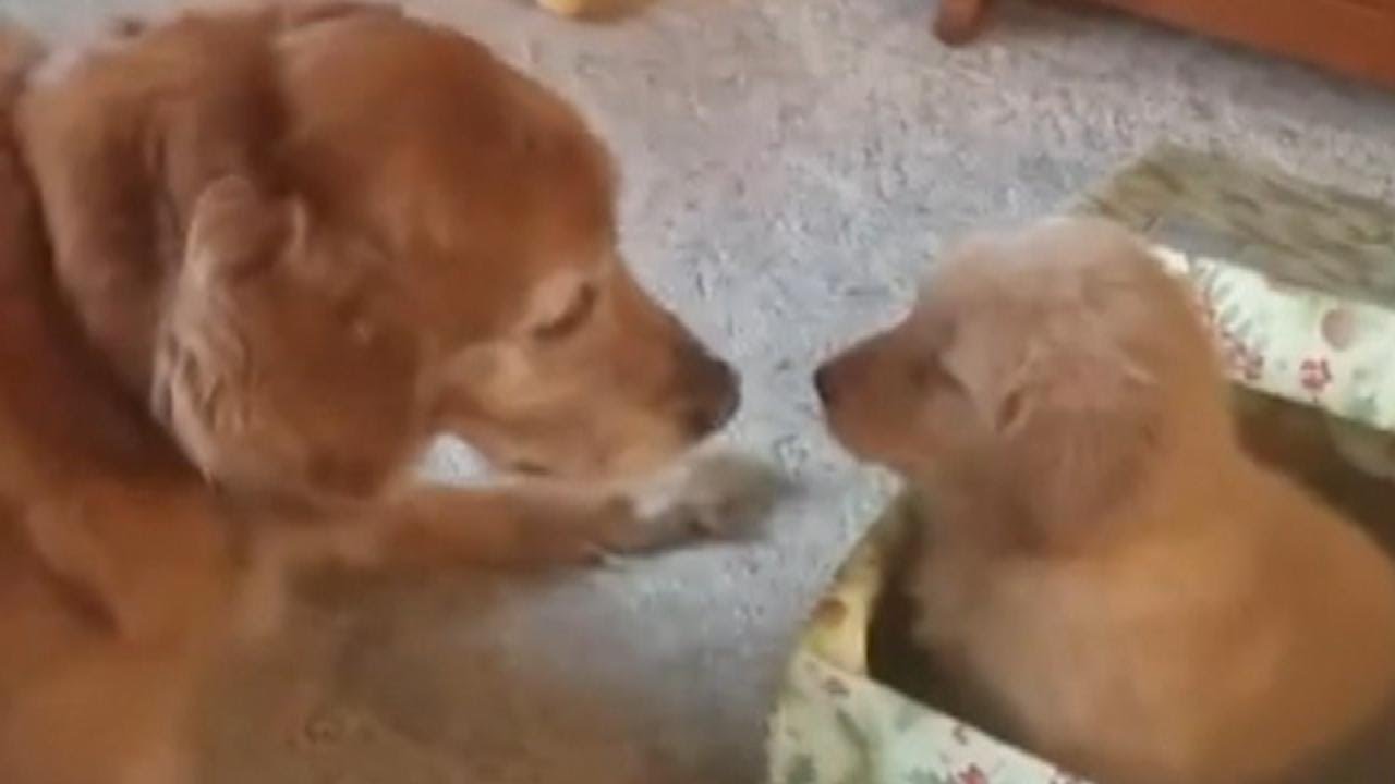 Golden Retriever Gets a Puppy for Christmas
