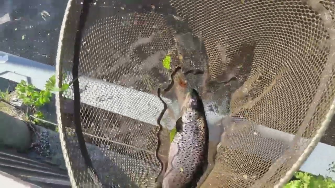 Tammerkoski Fly Fishing Area