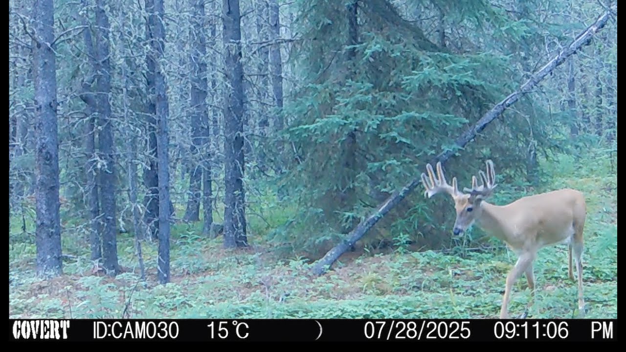 Caught on camera, Alberta wildlife, Dec 16th 2025