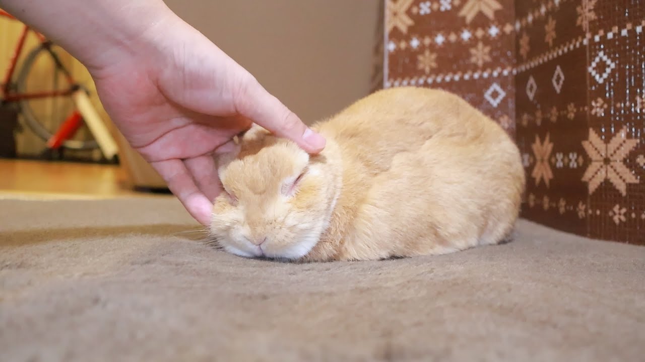 なでなでが気持ちよすぎて首だけ横を向いてしまったうさぎさん【No.192】She really loves to be petted.