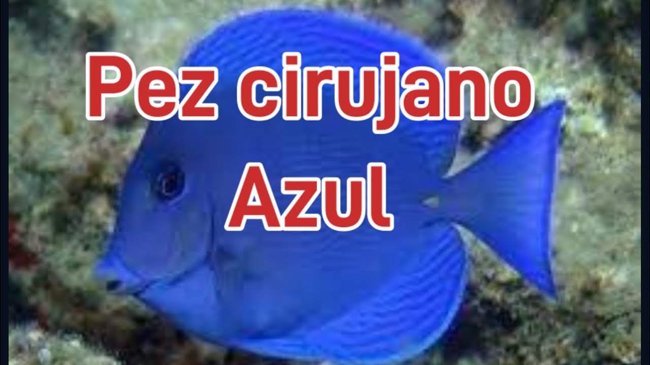 Pez cirujano azul del atlántico/ Acanthurus coeruleus