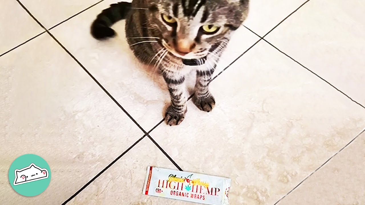 Cat Brought Trash Home. Man Decided to Figure Out Why? | Cuddle Cats