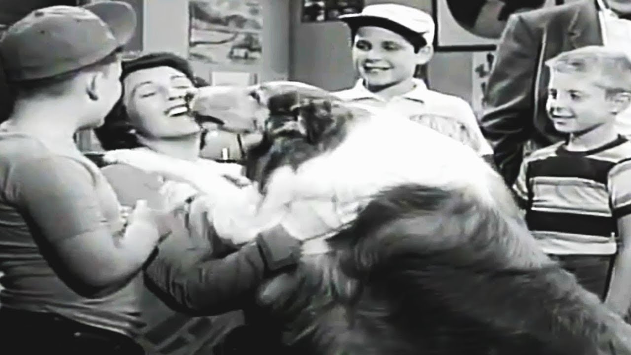 Lassie | The Teacher | Lassie English Full Episodes  🐕