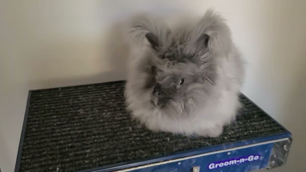 English Angora Rabbit