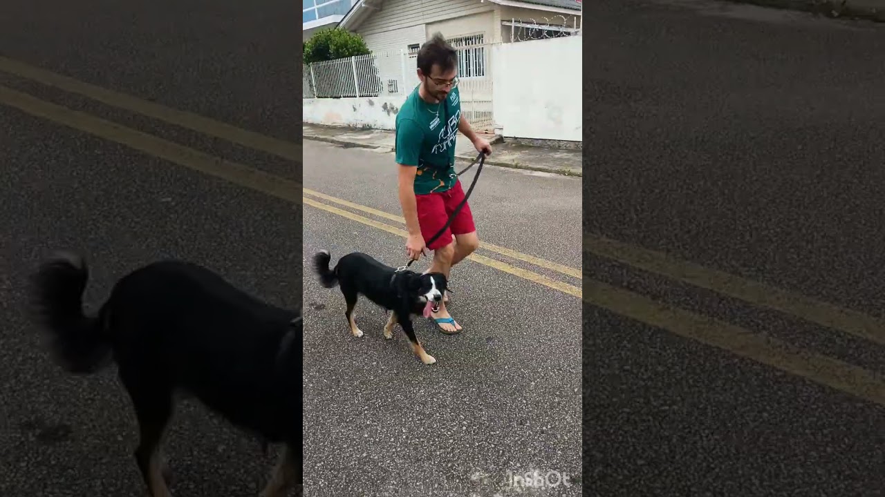 Border Collie x Reatividade 