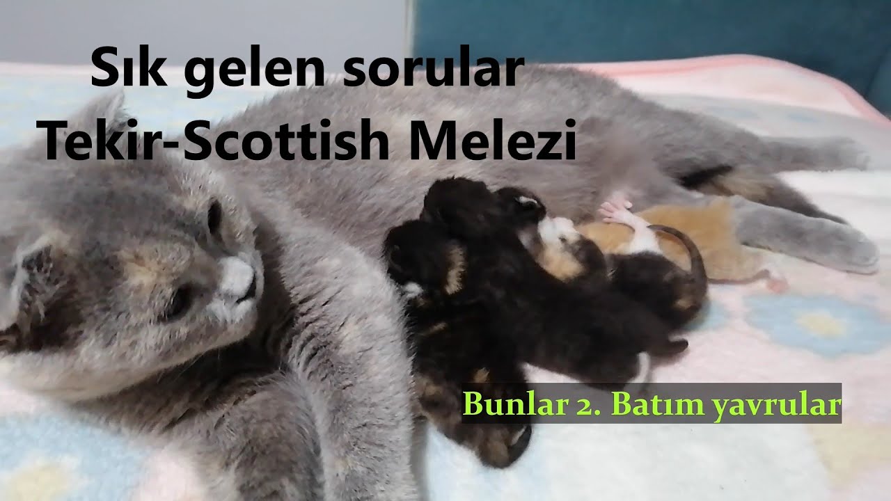 Scottish Fold Tekir Melezi Yavrular Nasıl Olur?