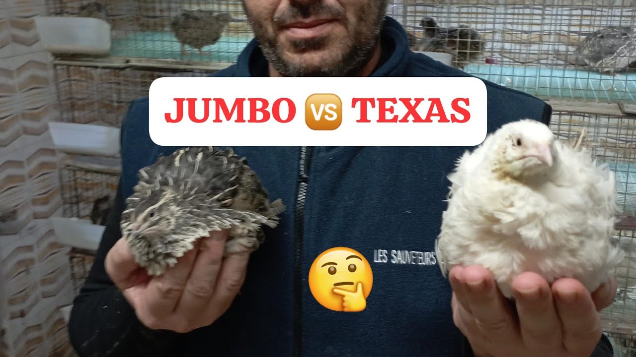 JUMBO VS TEXAS cual es más pesada y grande
