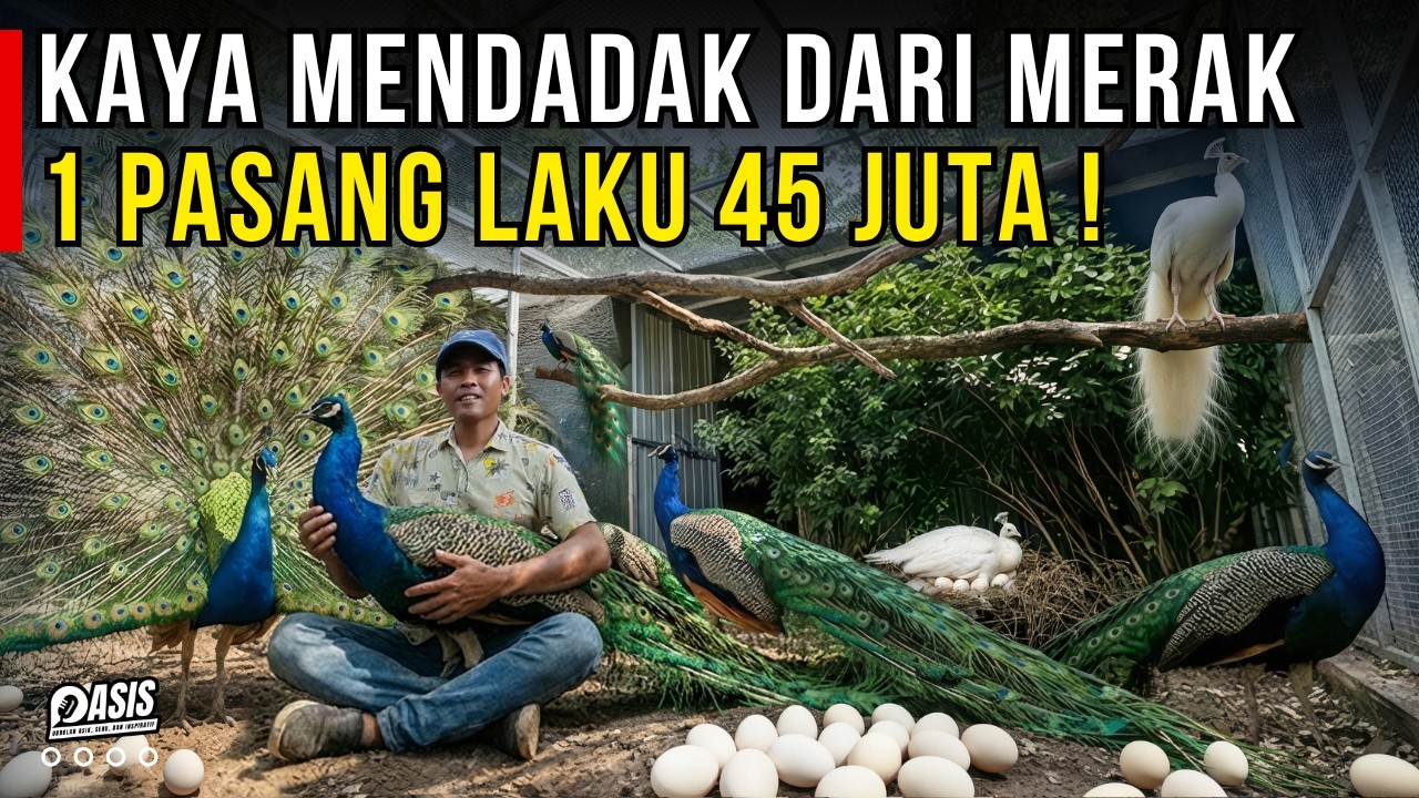 TERNAK MERAK BIKIN KAYA MENDADAK ! PERAWATAN MUDAH DAN MURAH | CERITA USAHA