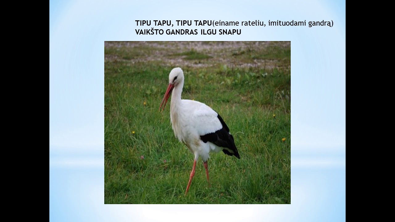 tipu tapu