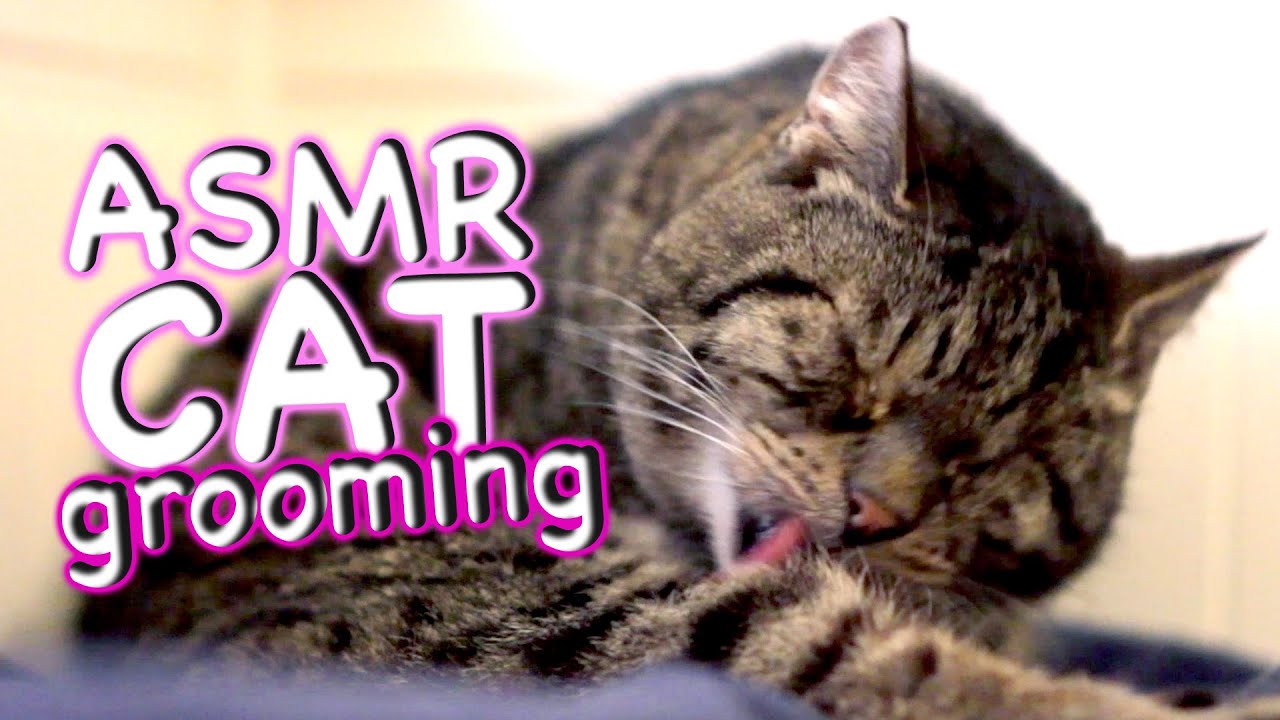 ASMR Cat - Grooming #22 - Eat Lick Sleep