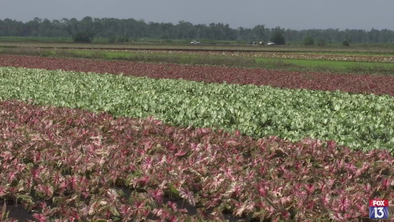 Lake Placid: The 'Caladium Capital of the World'