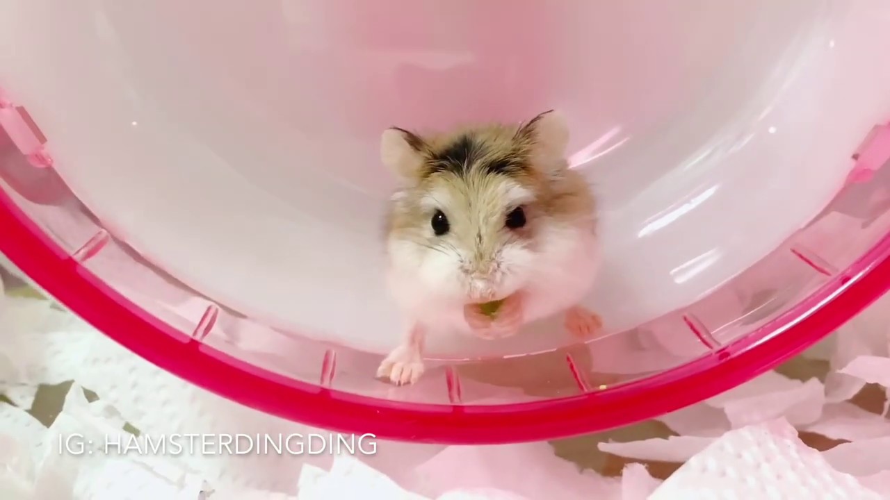 Hamsterdingding．【小福養傷DAY2】小福到家的傷口的情況～．倉鼠．小露寶．小路寶．老公公鼠