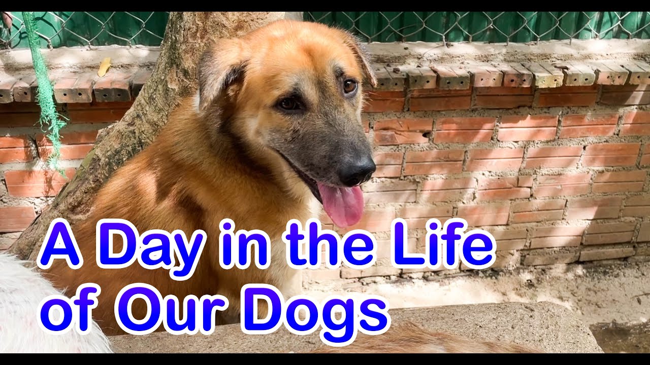A Day In The Life Of Our Dogs