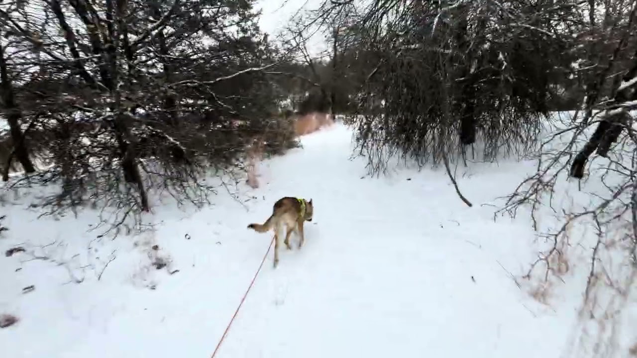 Ranger on a mid-storm stroll