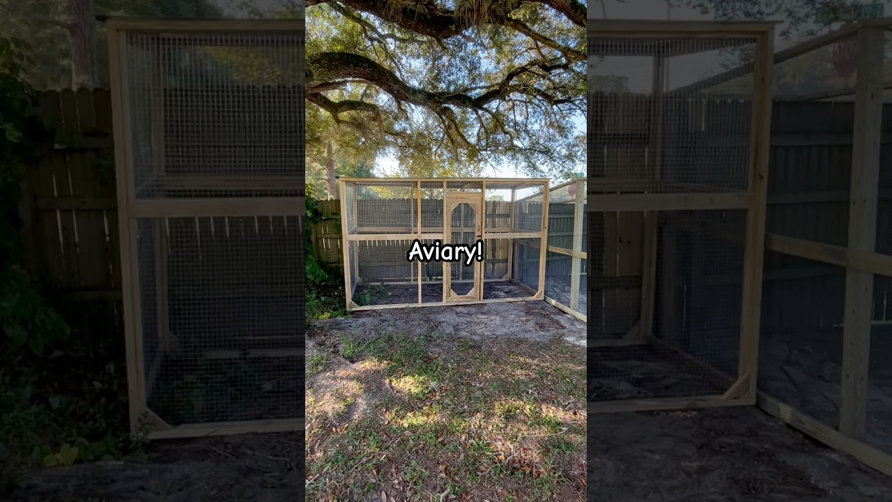 Custom Aviary! #CoopsByJoe #animalshelter #birdcage #diy #fyp #fypシ゚ #project #tour #walkthrough