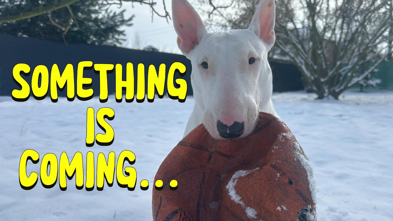 WE WEREN’T EXPECTING THIS… | BULL TERRIER VLOG | WINTER DAY WITH MY BULL TERRIER | DAILY ROUTINE |