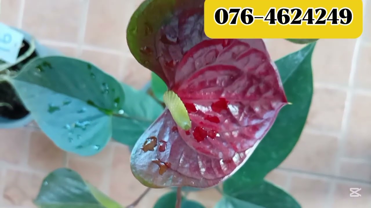 මගේ 14 වෙනි මල් සේල් එක 🌸🌸