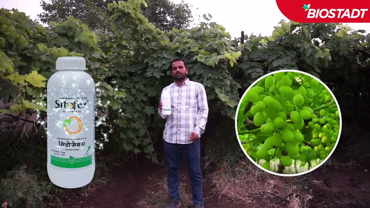 Biostadt Sitofex Grape