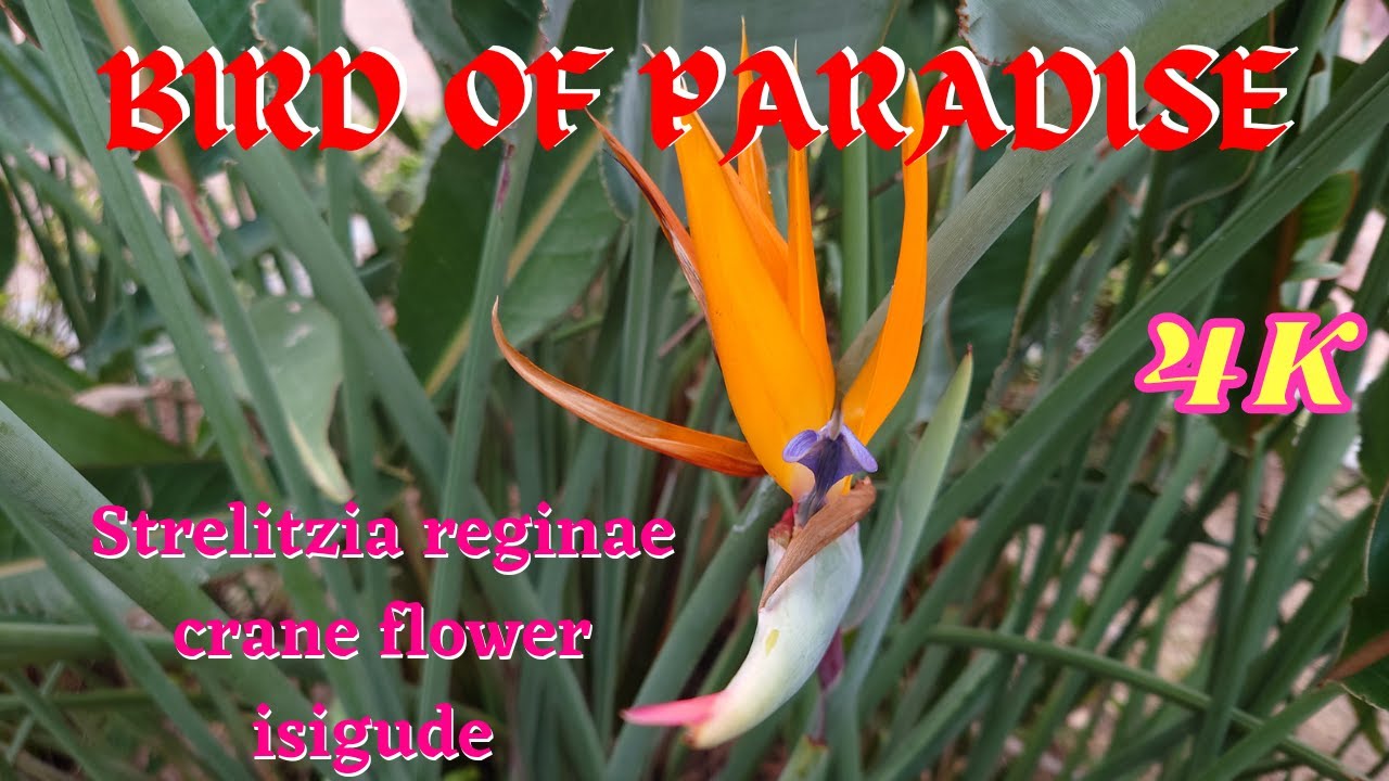4K BIRDS OF PARADISE [ crane flower, isigude ]