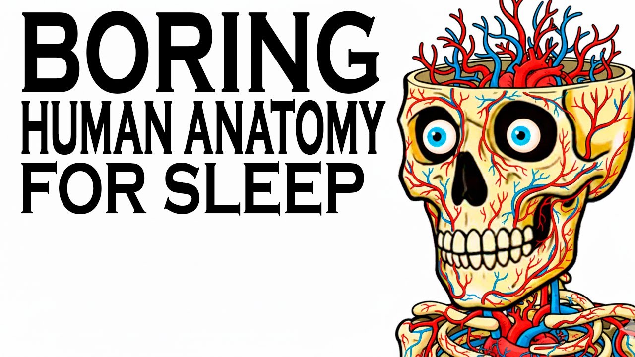 How The Circulatory System Moves Blood | Human Anatomy To Fall Asleep To