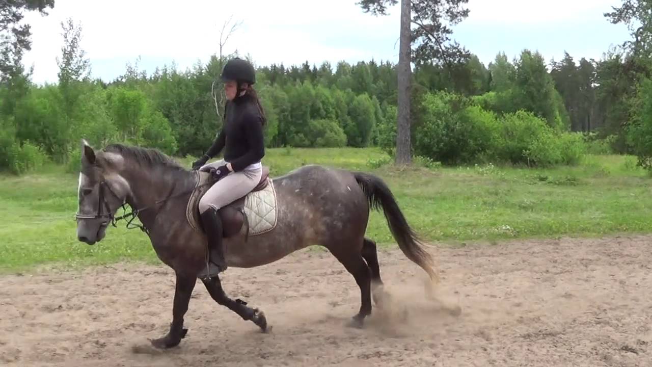 2016 06 15 Juras Zirgi