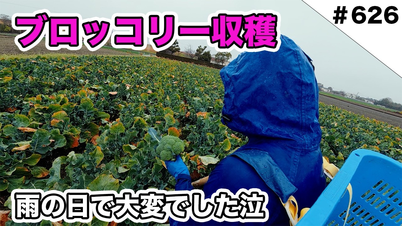 ブロッコリー収穫スタート　雨の日で大変でした泣