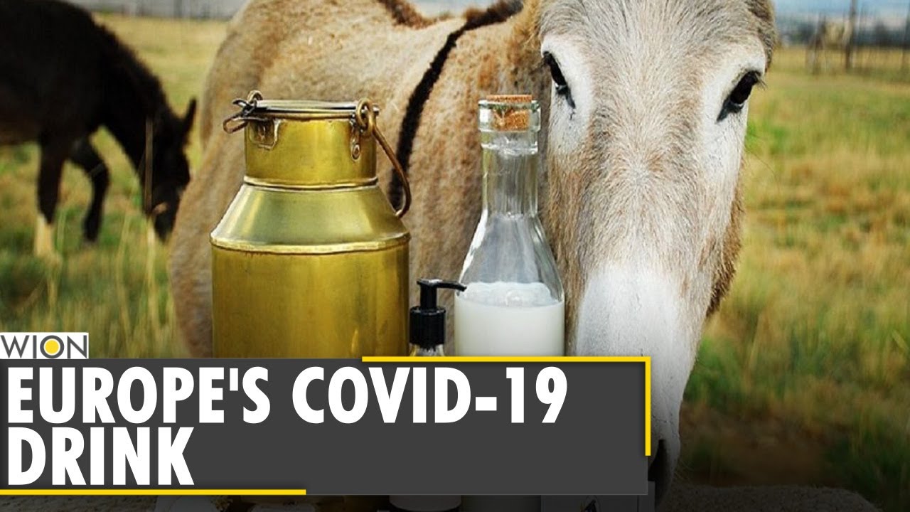 Donkey Milk is the new COVID-19 drink for Europeans | Europe |Covid-19| WION News