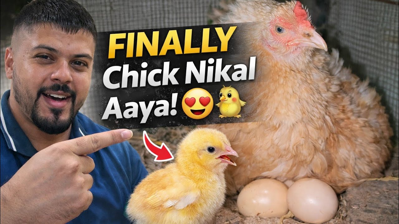 Finally Chick Nikal Aaya 😍🐣 | Candling Ka Result Mil Gaya | Full Hatch Update