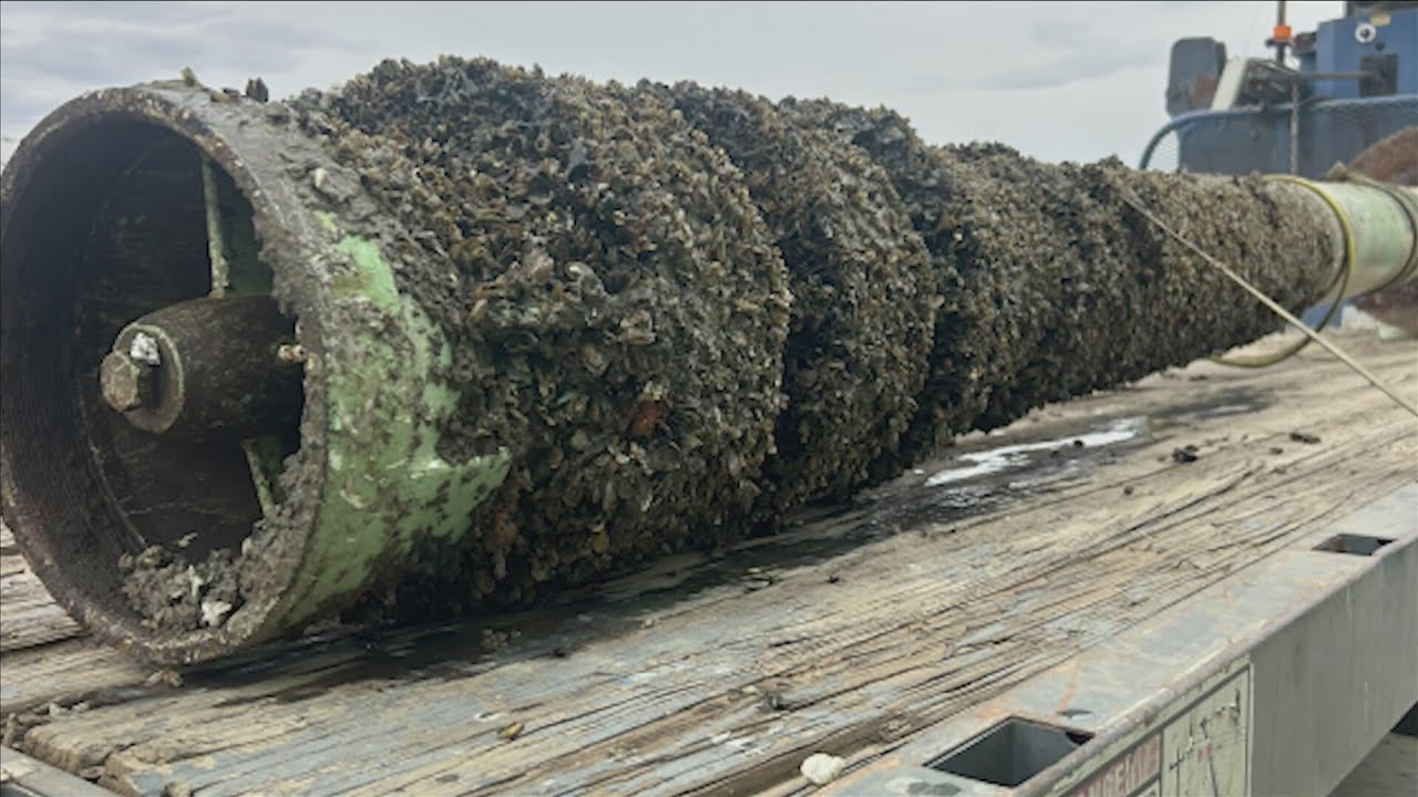Kern County Supervisors declare state of emergency over golden mussel infestation