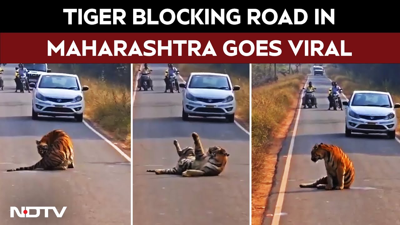 Maharashtra News | Tiger Blocks Road In Maharashtra's Tadoba, Halts Traffic For Hours