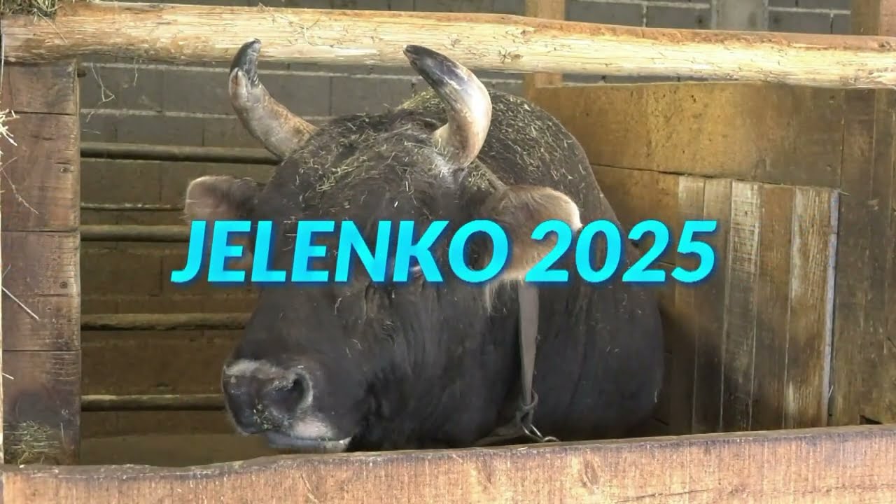 - DŽIN OD BIKA, JELENKO DINE RAMLJAKA, SPREMAN DA BRANI TITULU ŠAMPIONA BALKANA