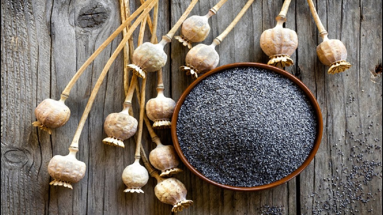 مزايا وفوائد بذور الخشخاش Poppy Seeds على الصحة وأضرارها