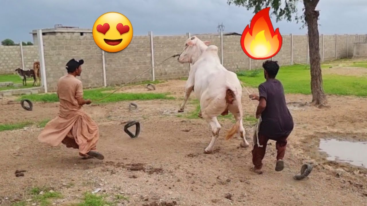 Dabang Bachry Ki Dabang Entry 🔥🔥 | AR Maani