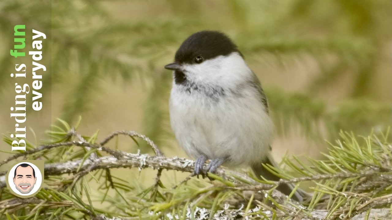Why is this little bird becoming more rare - the Willow Tit