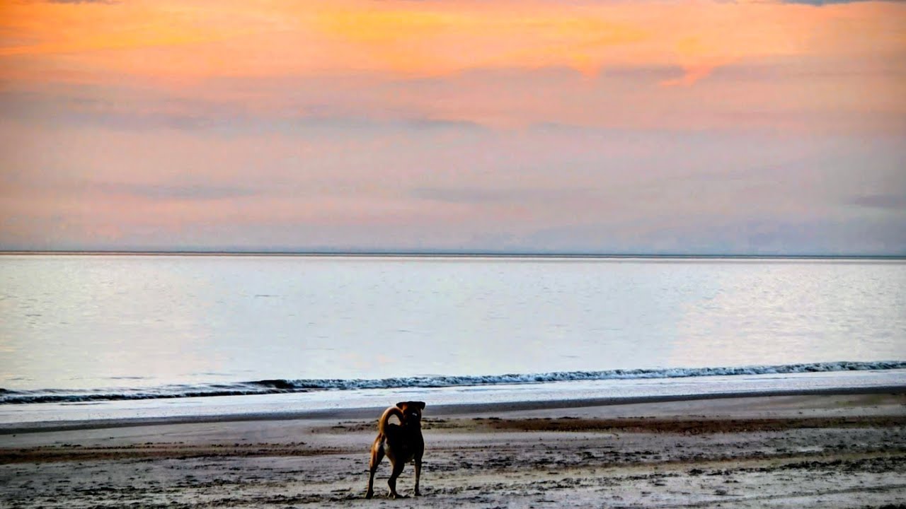 Wild Sunrise Zoomies & Rollies With Maddie 🐕🔥 | Burkes Beach, Hilton Head, South Carolina