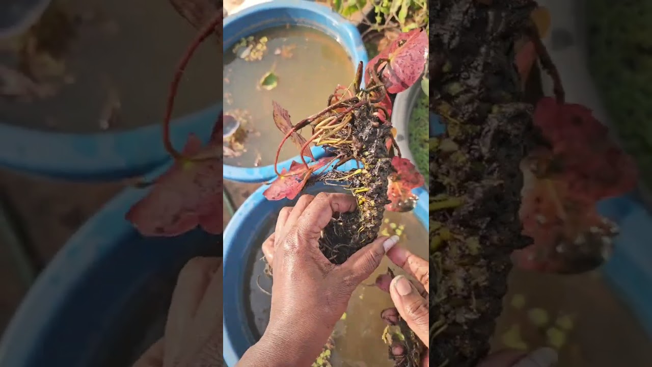 hardy waterlily  rhizome /MUTLIPLE SPROUTS/amazing nature