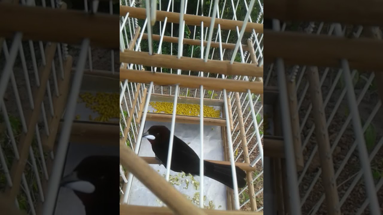 Mas um v&iacute;deo da pipira preta bico de prata de cachoeira grande
