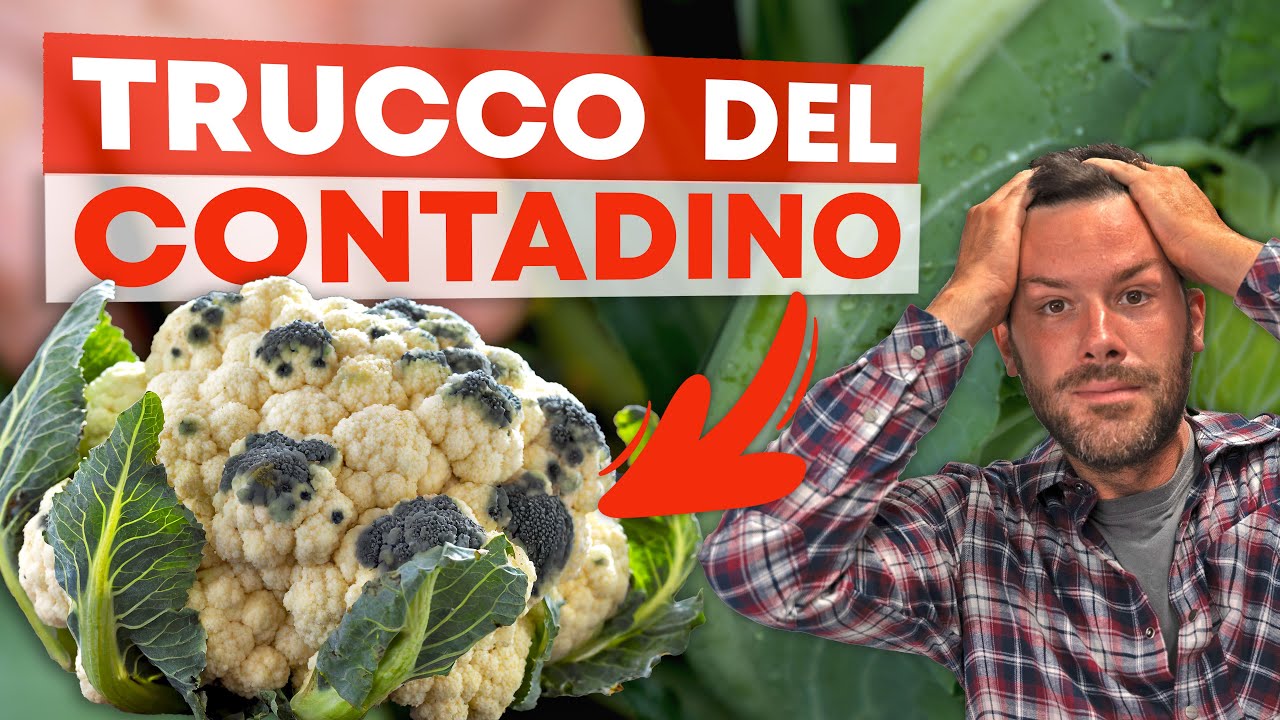 La MALATTIA del CAVOLFIORE: TRUCCHI e RIMEDI!